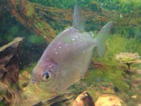 Смотреть фото Обыкновенный метинис Фото Обыкновенный метинис