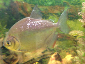 Смотреть фото Обыкновенный метинис Фото Обыкновенный метинис