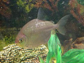 Смотреть фото Обыкновенный метинис Фото Обыкновенный метинис