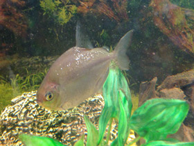 Смотреть фото Обыкновенный метинис Фото Обыкновенный метинис