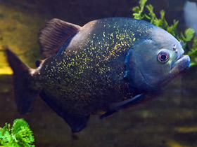 Смотреть фото Обыкновенная пиранья Фото Обыкновенная пиранья