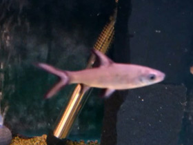 Смотреть фото Акулий балу Фото Акулий балу