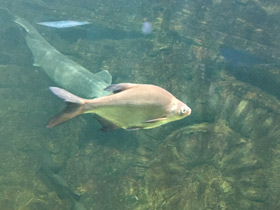 Смотреть фото Белоглазка Фото Белоглазка