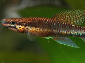 Фото Aphyosemion alpha