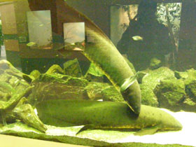 Смотреть фото Рогозуб Фото Рогозуб