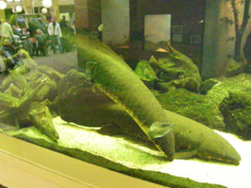 Смотреть фото Рогозуб Фото Рогозуб