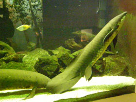 Смотреть фото Рогозуб Фото Рогозуб