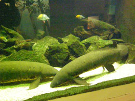 Смотреть фото Рогозуб Фото Рогозуб