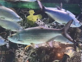 Смотреть фото Атлантический тарпон Фото Атлантический тарпон