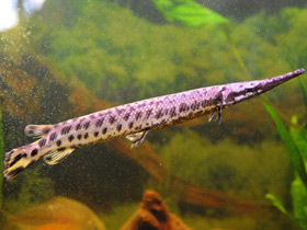 Смотреть фото Костные ганоиды Фото Костные ганоиды