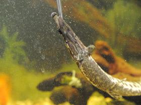 Смотреть фото Костные ганоиды Фото Костные ганоиды