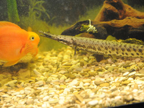 Смотреть фото Костные ганоиды Фото Костные ганоиды