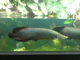 Смотреть фото Арапаима Фото Арапаима