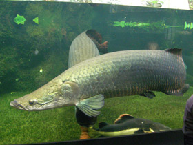 Смотреть фото Арапаима Фото Арапаима