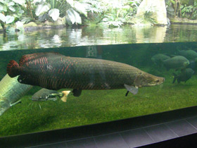 Смотреть фото Арапаима Фото Арапаима