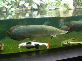 Смотреть фото Арапаима Фото Арапаима