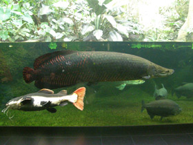 Смотреть фото Арапаима Фото Арапаима