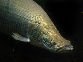 Смотреть фото Арапаима Фото Арапаима