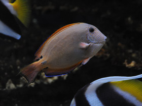 Фото Черно-серый хирург