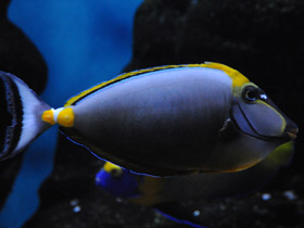 Фото Оранжевошипастый единорог