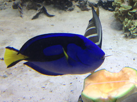 Фото Голубой хирург