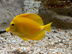 Смотреть фото Желтая зебрасома Фото Желтая зебрасома