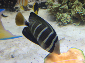 Смотреть фото Чернополосая парусная зебрасома Фото Чернополосая парусная зебрасома