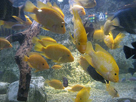 Смотреть фото Лимонная цихлазома Фото Лимонная цихлазома