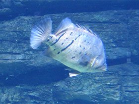 Фото Тигровые окуни