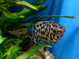 Смотреть фото Леопардовая ктенопома Фото Леопардовая ктенопома