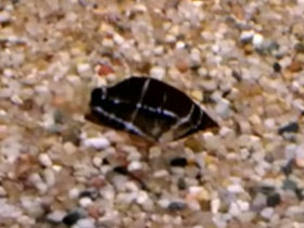 Смотреть фото Шоколадный гурами Фото Шоколадный гурами