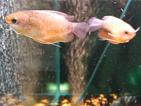 Смотреть фото Медовый гурами Фото Медовый гурами
