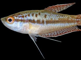 Смотреть фото Карликовый гурами Фото Карликовый гурами