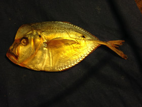 Смотреть фото Обыкновенная селена Фото Обыкновенная селена