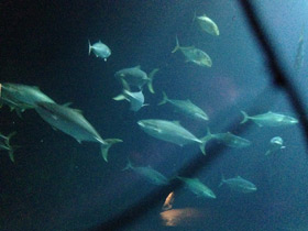 Смотреть фото Большая сериола Фото Большая сериола