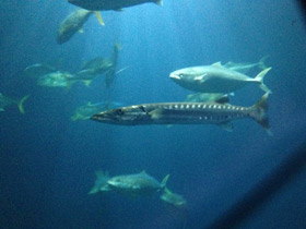 Смотреть фото Большая сериола Фото Большая сериола