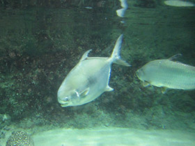 Смотреть фото Круглый помпано Фото Круглый помпано