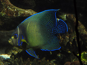 Смотреть фото Полукруглый ангел Фото Полукруглый ангел