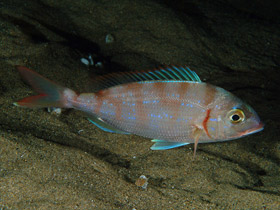 Смотреть фото Красный паггел Фото Красный паггел