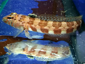 Смотреть фото Пингипедовые Фото Пингипедовые