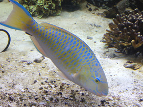 Смотреть фото Жёлточешуйный попугай Фото Жёлточешуйный попугай