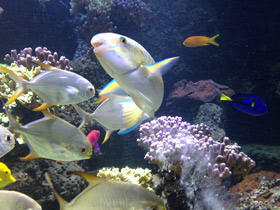 Смотреть фото Жёлточешуйный попугай Фото Жёлточешуйный попугай