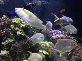 Смотреть фото Жёлточешуйный попугай Фото Жёлточешуйный попугай