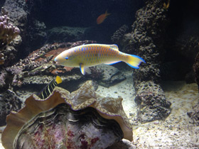 Смотреть фото Жёлточешуйный попугай Фото Жёлточешуйный попугай