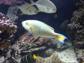 Смотреть фото Жёлточешуйный попугай Фото Жёлточешуйный попугай