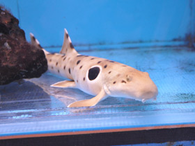 Фото Глазчатая кошачья акула