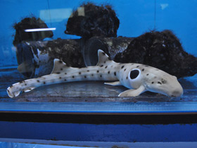 Фото Глазчатая кошачья акула