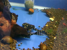 Смотреть фото Акантикус адонис Фото Акантикус адонис