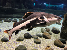 Смотреть фото Краснохвостый сом Фото Краснохвостый сом