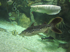 Смотреть фото Тигровая псевдоплатистома Фото Тигровая псевдоплатистома